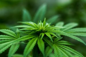 El HHC es un cannabinoide de las plantas de cannabis